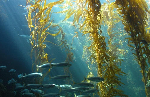 морские водоросли1