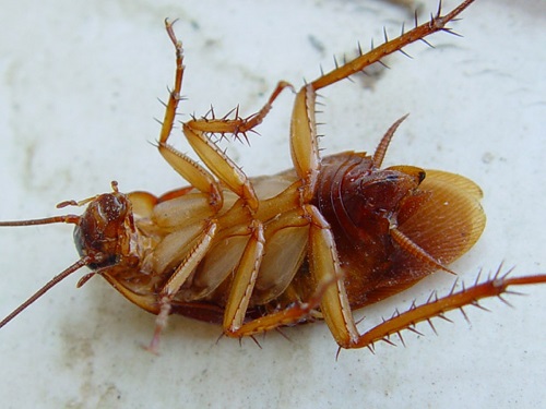 Как навсегда избавиться от тараканов народными средствами?