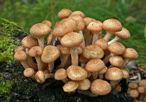 Полезны ли грибы для человека?