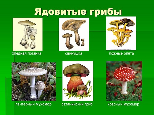 Как помочь при отравлении грибами