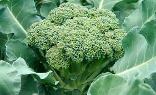 Kapusta brokkoli